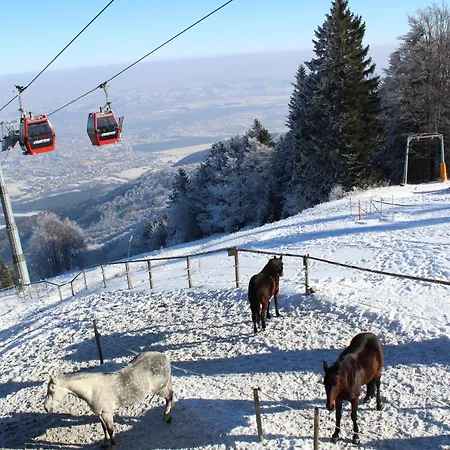 Pohorje Village Wellbeing - Forest Videc Hočko Pohorje