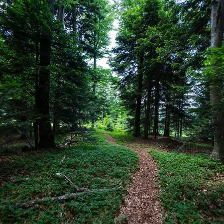 Hotel Pohorje Village Wellbeing - Forest Videc Hocko Pohorje