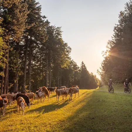 Hotel Pohorje Village Wellbeing - Forest Videc